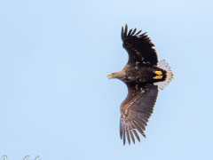 White-tailed eagle in Scotland.