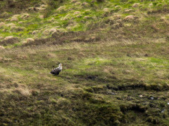 White-tailed eagle in Scotland.