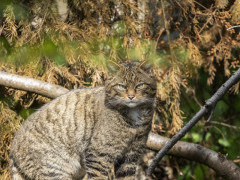 Wild cat in Scotland.