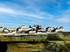 Atlantic puffins on Noss Island. 