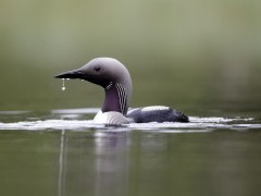 Black-throated diver in Scotland