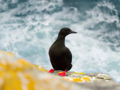 A black guillermot on the Shetland Islands.