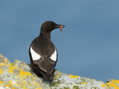 Black guillemot with a fish. 