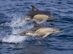 Common dolphin in Scotland.