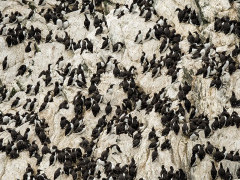 Common guillemot colony on the Shetland Islands. 