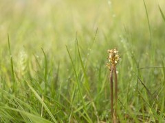 Coralroot orchid in Scotland