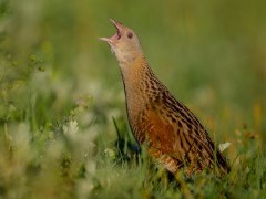 Corncrake in Scotland