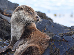 European otter. 