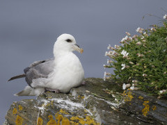 Fulmar on Orkney. 