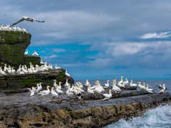 A breeding colony of gannets