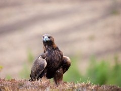 Golden eagle in Scotland