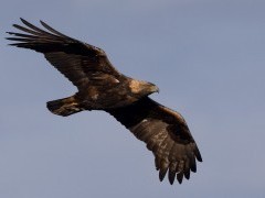 Golden eagle in Scotland.