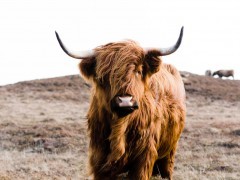 Highland cow on Islay, Scotland