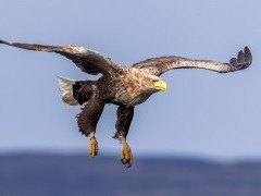 White-tailed sea eagle over Isle of Mull, Scotland.