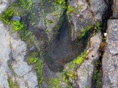 Dinosaur footprint on An Corran Beach in Scotland