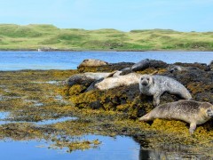 Harbour seal colony in Scotland