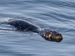 Grey seal in Scotland
