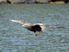 White-tailed eagle in Scotland