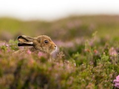 Mountain hare in Scotland