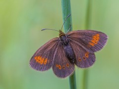Mountain ringlet in Scotland
