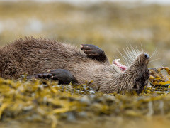 Otter