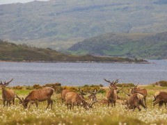 Red deer in Scotland