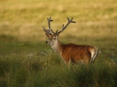Red deer on Islay, Scotland