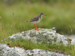 Redshank and ringed plover.