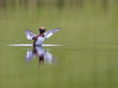 Slavonian grebe in Scotland