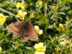 Small mountain ringlet in Scotland.
