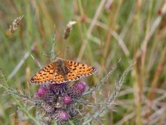 Small pearl bordered fritillary in Scotland