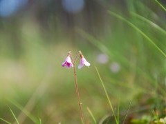 Twinflower in Scotland