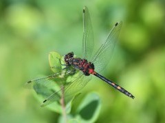 White-faced darter in Scotland