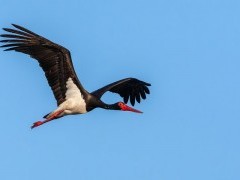 Black stork in Slovakia