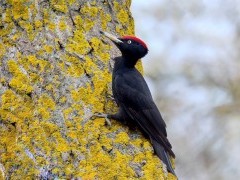 Black woodpecker in Slovakia