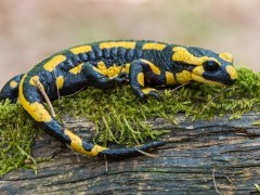 Black and yellow spotted fire salamander in Slovakia