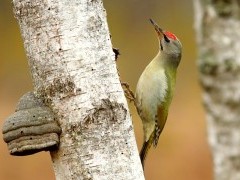 Grey-headed woodpecker in Slovakia