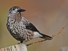 Nutcracker in Slovakia.