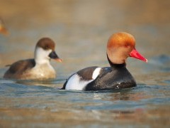 Red-crested pochard in Slovakia