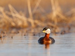 Red-necked grebe in Slovakia