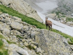 Tatra chamois in the Tatra Mountains, Slovakia