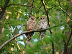 Ural owl in Slovakia.
