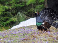 Western capercaillie in Slovakia