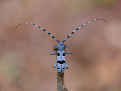 Alpine longhorn in Slovenia