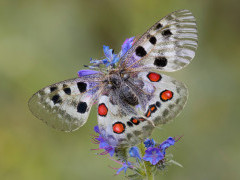 Apollo butterfly.