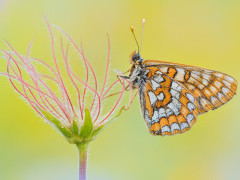 Asian fritillary in Slovenia