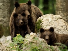 Brown bear mother and cub in Slovenia.