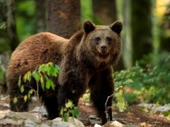 Brown bear in Slovenia.