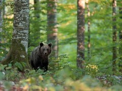 Brown bear in Slovenia.