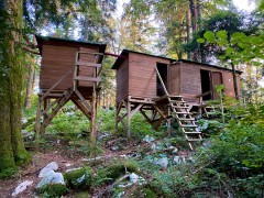 Bear hides in Slovenia.